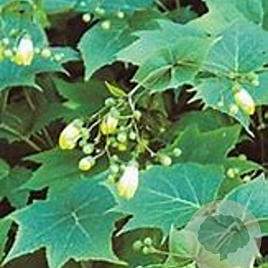 Kirengeshoma koreana GM P9