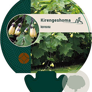 Kirengeshoma koreana GM P9