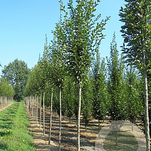 Carpinus bet. 'Fastigiata' 10-12 HO draadkluit
