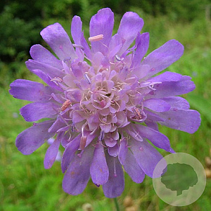 Knautia arvensis GM P9