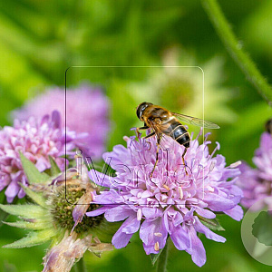 Knautia arvensis GM P9