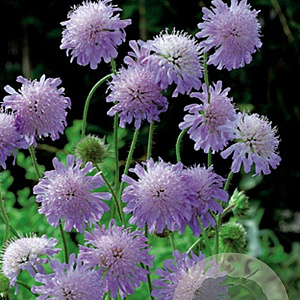 Knautia arvensis GM P9
