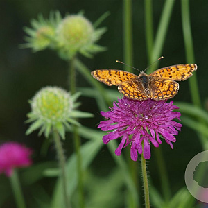 Knautia macedonica GM P9