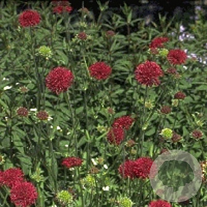 Knautia macedonica GM P9