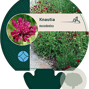 Knautia macedonica GM P9