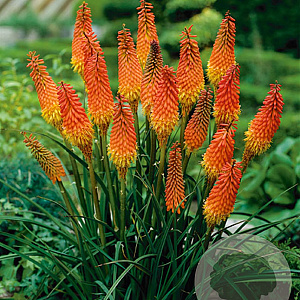 Kniphofia 'Alcazar' GM P9