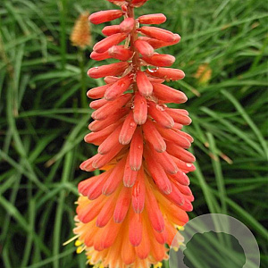 Kniphofia 'Alcazar' GM P9