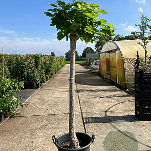 Catalpa bignonioides 'Nana' 20-25 cm 45L 160 cm stam