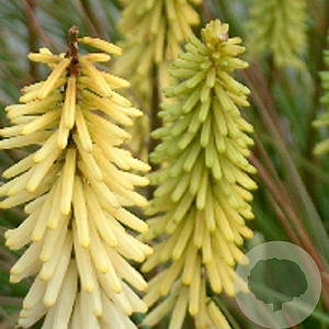 Kniphofia 'Little Maid' GM P9