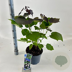 Catalpa erubescens 'Purpurea' 40-50 cm 5,0L struik