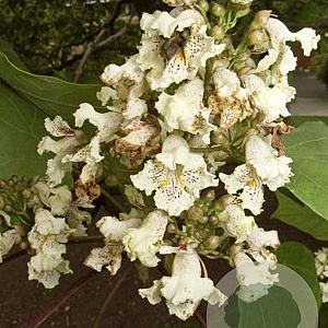 Catalpa ovata 16-18 HO draadkluit