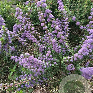 Ceanothus 'Blue Jeans' 20-25 cm 2,0L