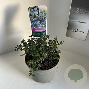 Ceanothus 'Blue Mound' 10 cm 2,0L
