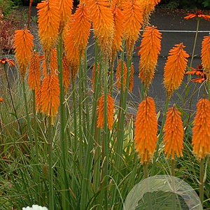 Kniphofia 'Mango Popsicle' GM P9
