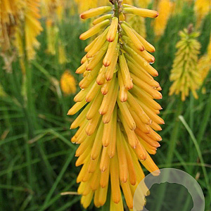 Kniphofia 'Mango Popsicle' GM P9
