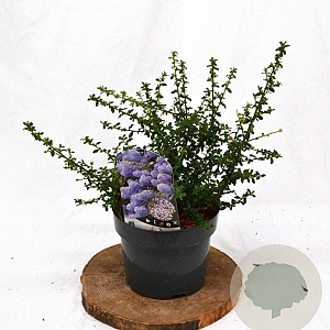 Ceanothus 'Blue Mound' 25-30 cm 3,0L