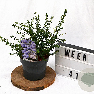 Ceanothus 'Blue Mound' 25-30 cm 3,0L