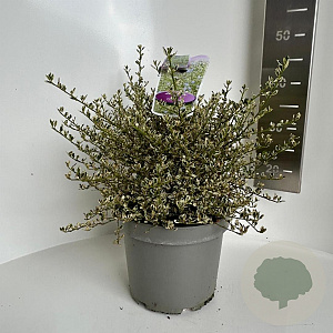 Ceanothus Cool Blue 30-40 cm 5,0L