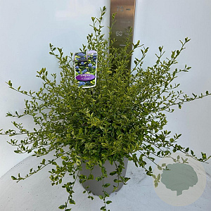 Ceanothus El Dorado 40-50 cm 10L