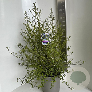 Ceanothus El Dorado 40-50 cm 10L