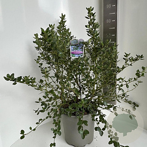 Ceanothus griseus 'Yankee Point' 40-50 cm 10L