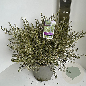 Ceanothus impressus 'Cool Blue' 40-50 cm 5,0L