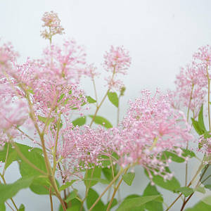 Ceanothus pallidus 'Marie Simon' 30-40 cm 3,0L