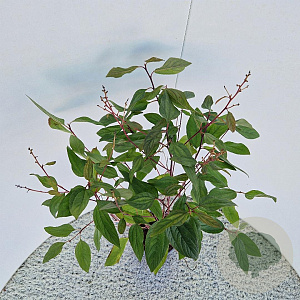 Ceanothus pallidus 'Marie Simon' 60-70 cm 2,5L