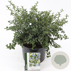 Ceanothus thyrsiflorus repens 30-35 cm 5,0L