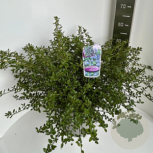 Ceanothus thyrsiflorus repens 40-50 cm 5,0L