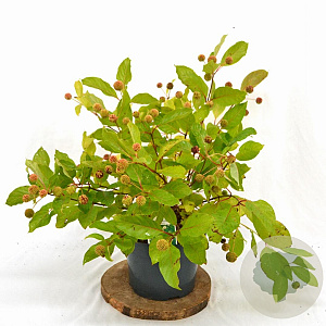 Cephalanthus occidentalis 40-60 cm 5,0L