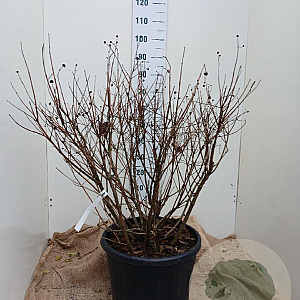 Cephalanthus occidentalis 80-100 cm 35L solitair