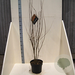 Cercidiphyllum japonicum 80-100 cm 10L meerstammig