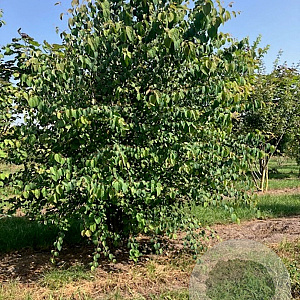 Cercidiphyllum japonicum 350-400 cm draadkluit meerstammig op aanvraag
