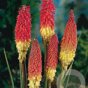 Kniphofia uvaria GM P9