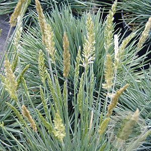 Koeleria glauca GM P9