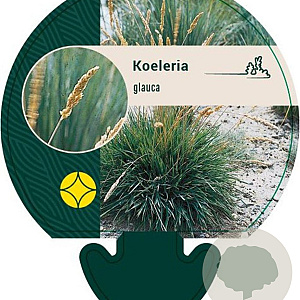 Koeleria glauca GM P9