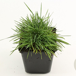 Koeleria glauca GM P9