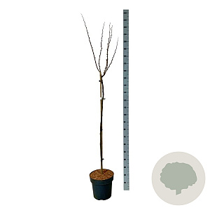 Cercis chinensis 'Avondale' 120 cm stam 15L