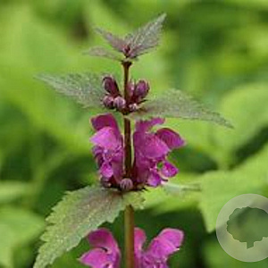 Lamium maculatum GM P9