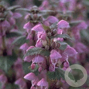 Lamium maculatum GM P9