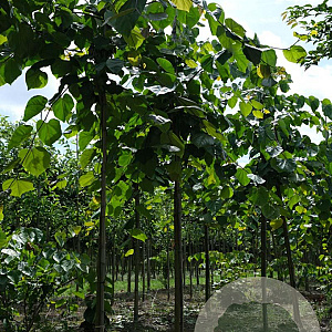 Cercis glabra 16-18 HO draadkluit