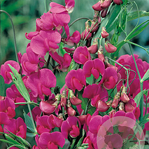 Lathyrus latifolius 'Red Pearl' GM P9
