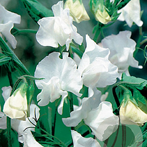 Lathyrus latifolius 'White Pearl' GM P9
