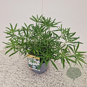 Choisya 'Aztec Pearl' 25-30 cm 2,5L