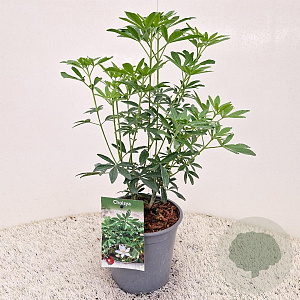 Choisya Green Fingers 35-40 cm 2,5L