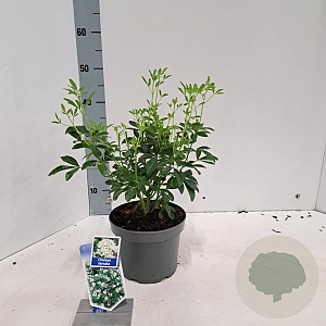 Choisya ternata 20-25 cm 3,0L