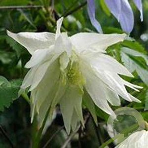 Clematis (A) 'Albina Plena' 70 cm rozenpot 2L