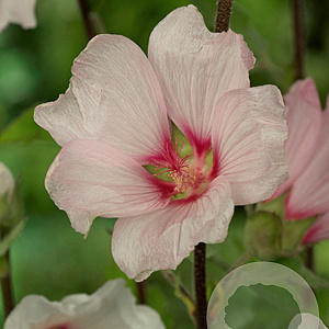 Lavatera 'Barnsley' GM P9
