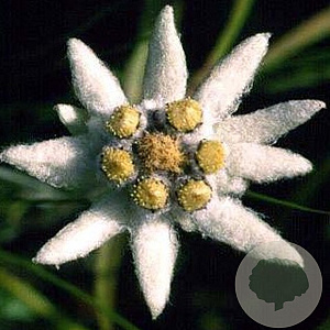 Leontopodium alpinum GM P9